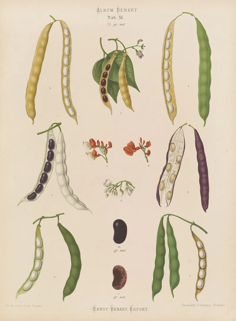 Beans Runner Tall Kidney Or Pole Wall Art by Ernst Benary - High-Resolution Digital Print