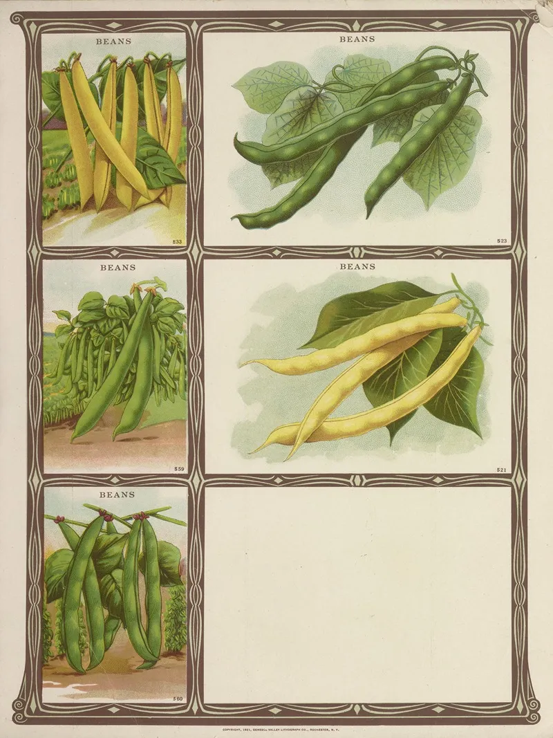 Beans Wall Art by Genesee Valley Lithograph Co. - High-Resolution Digital Print