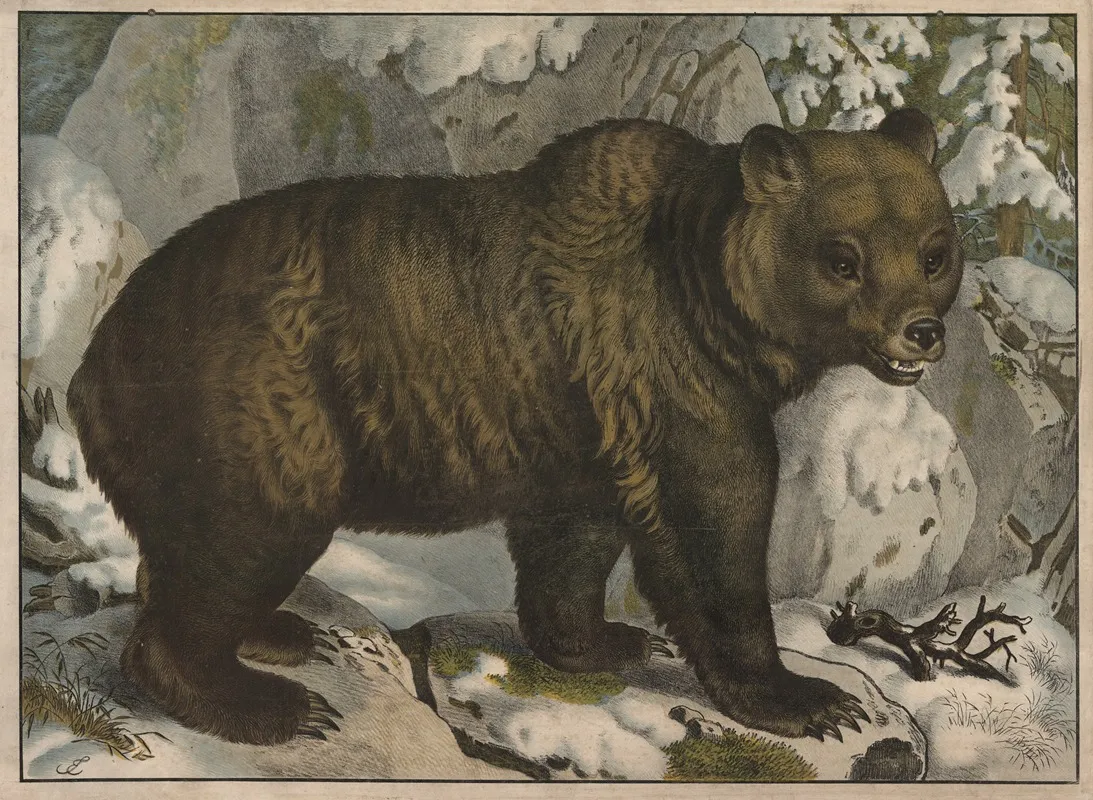 Bear 3 Wall Art by Emil Sachsse - High-Resolution Digital Print