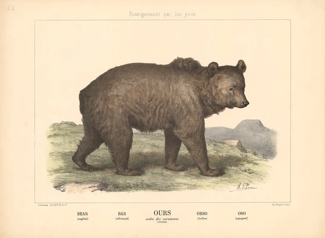 Bear 7