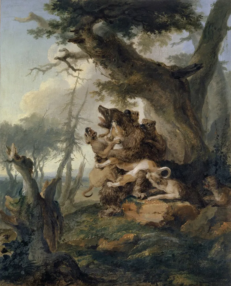 Bear Attacked By A Pack Of Hounds