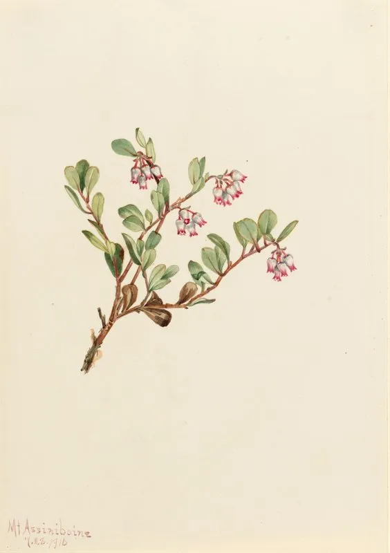 Bearberry Arctostaphylos Uva Ursi 2
