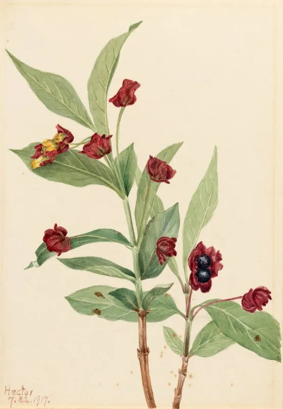 Bearberry Honeysuckle Lonicera Involucrata 2