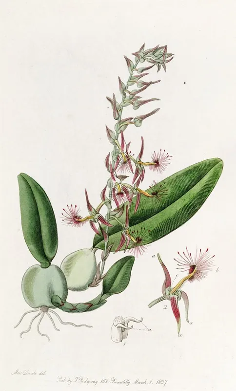 Bearded Bolbophyllum Wall Art by Sydenham Edwards - High-Resolution Digital Print