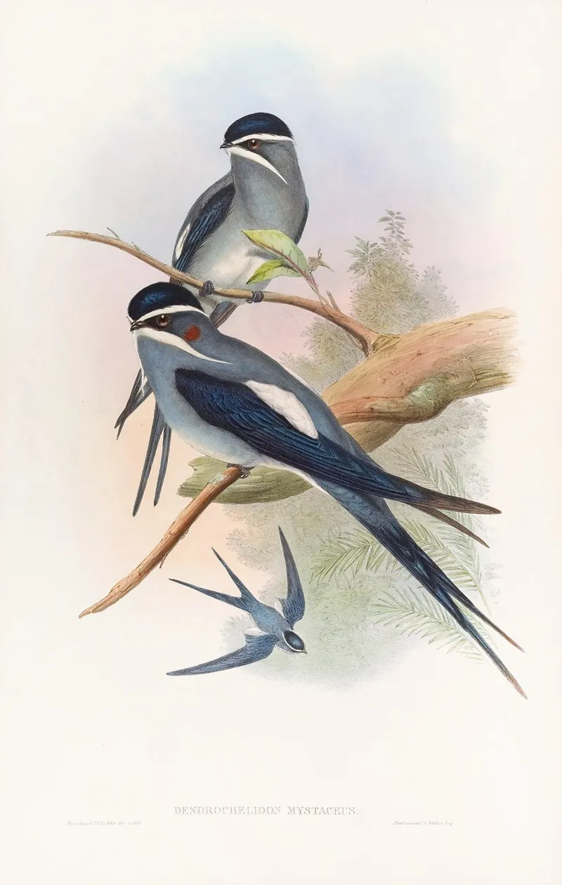 Bearded Tree Swift Wall Art by John Gould - High-Resolution Digital Print