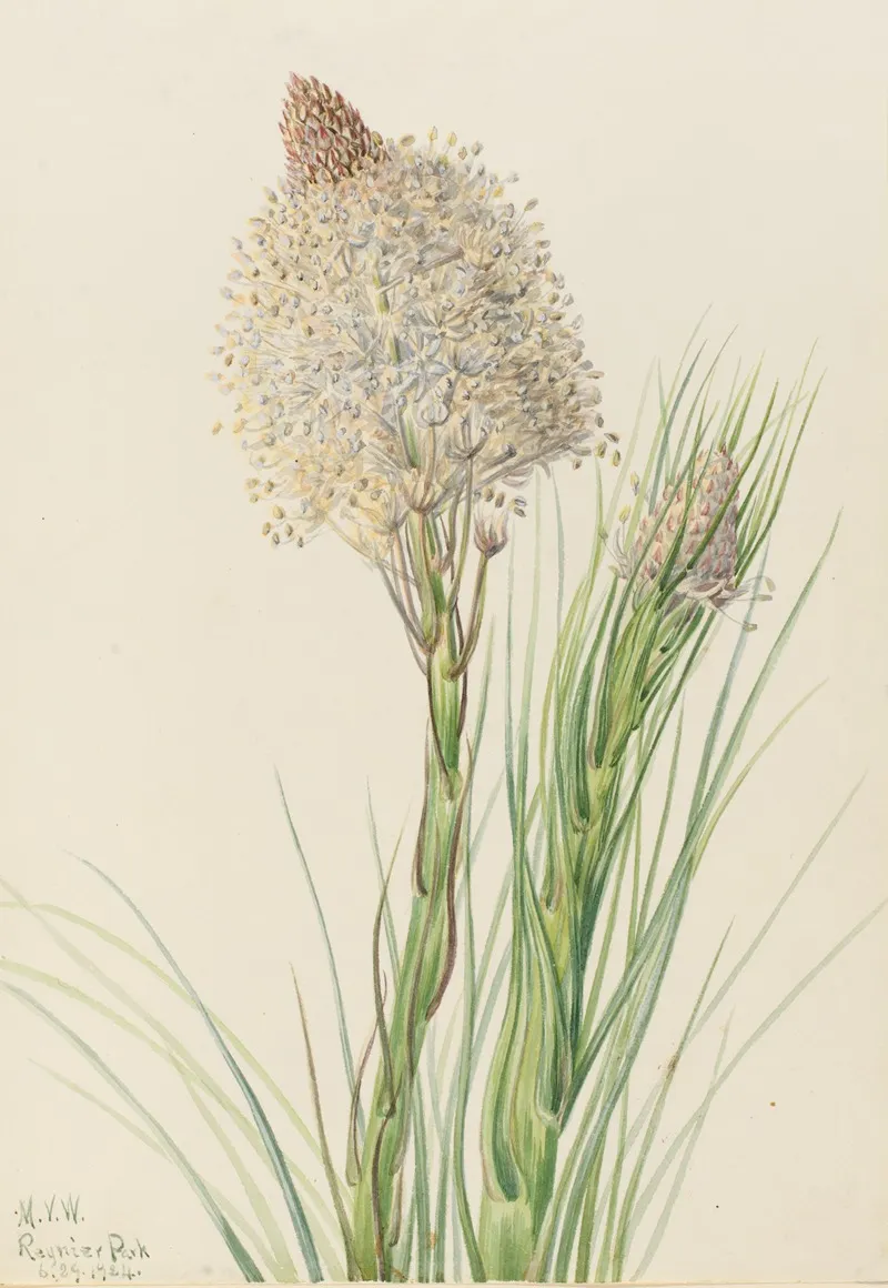 Beargrass Xerophyllum Tenax 2