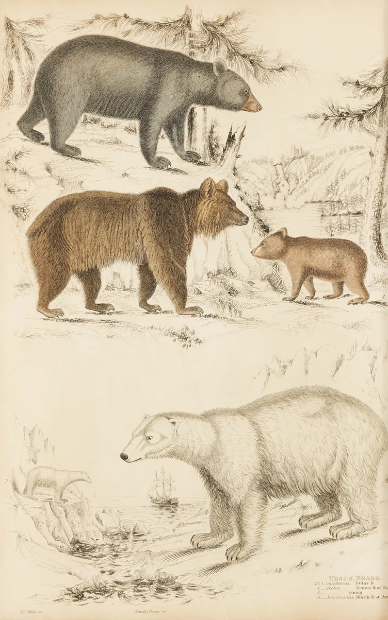 Bears Wall Art by William MacGillivray - High-Resolution Digital Print