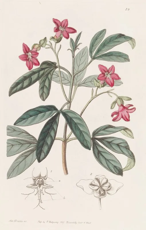 Beautiful Lemonia Wall Art by Sydenham Edwards - High-Resolution Digital Print