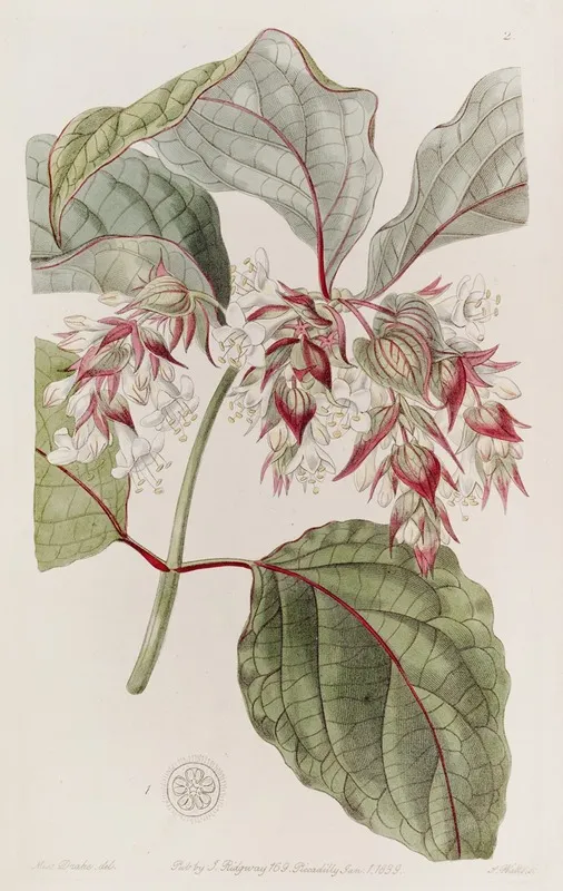Beautiful Leycesteria Wall Art by Sydenham Edwards - High-Resolution Digital Print