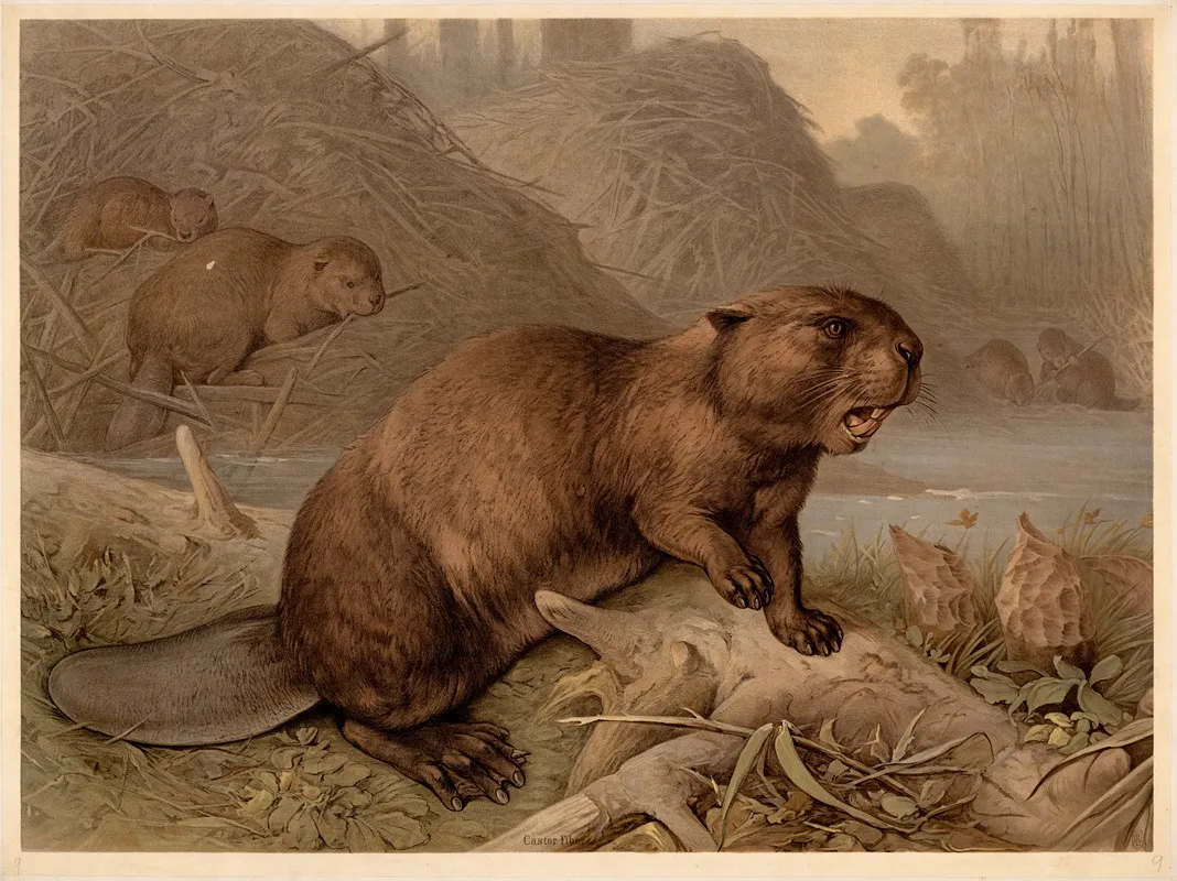 Beaver Castor Fiber