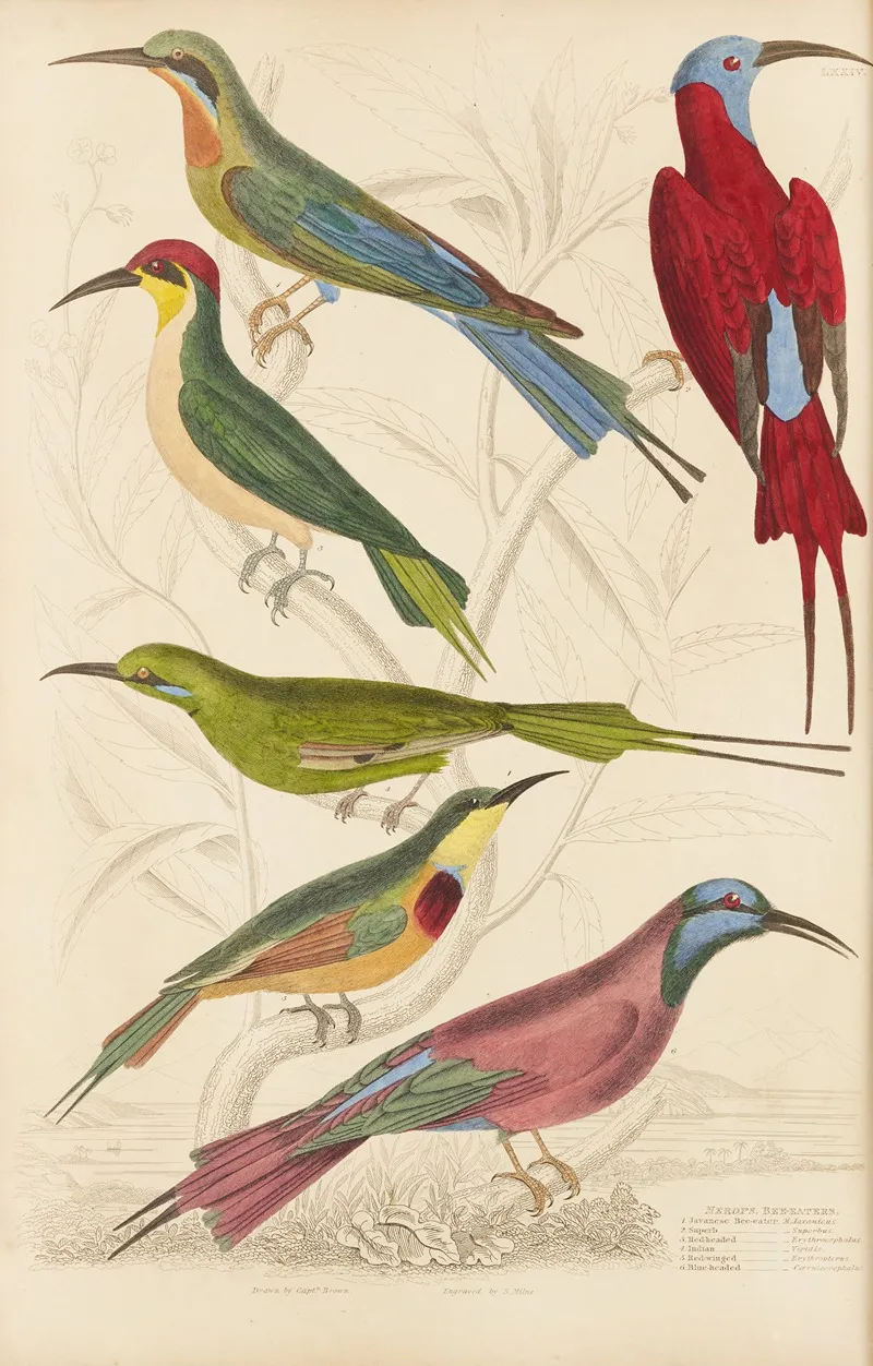 Bee Eaters Wall Art by William MacGillivray - High-Resolution Digital Print