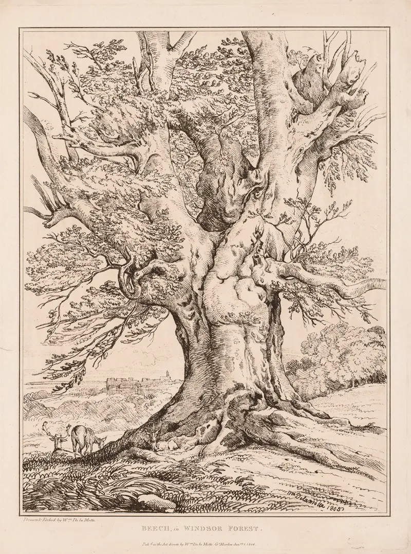Beech In Windsor Forest