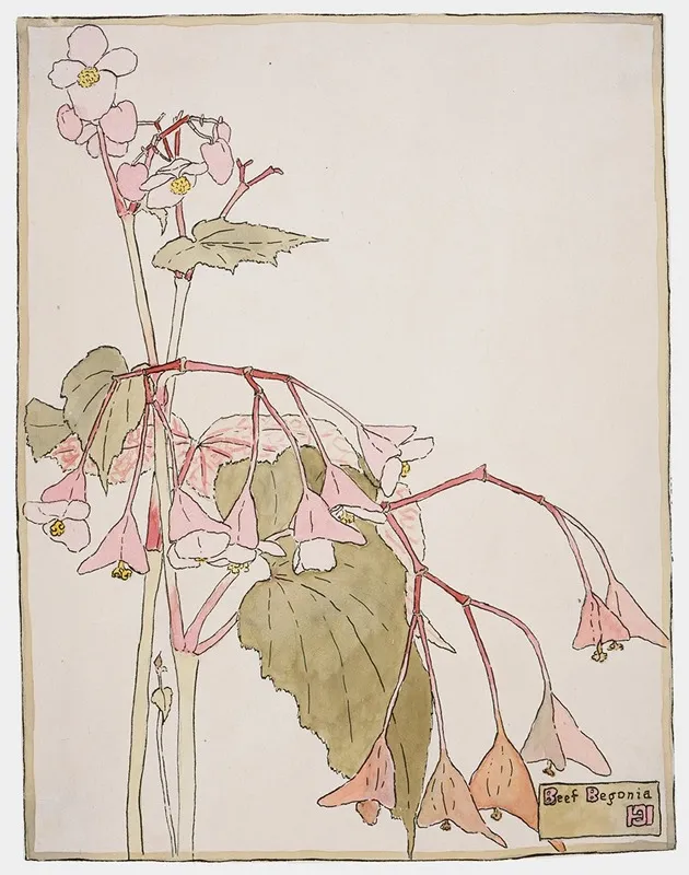 Beef Begonia