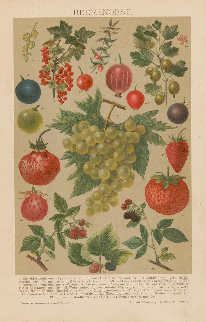 Beerenobst Wall Art by F.A. Brockhaus - High-Resolution Digital Print
