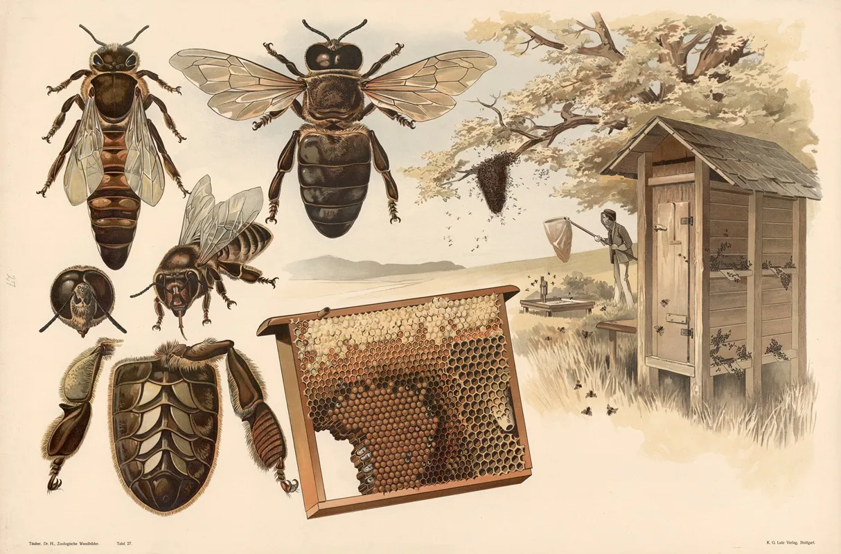 Bees Wall Art by Alfred Fiedler - High-Resolution Digital Print