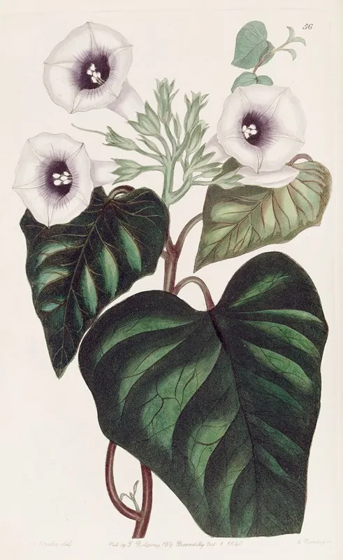 Beet Rooted Sweet Potatoe Wall Art by Sydenham Edwards - High-Resolution Digital Print