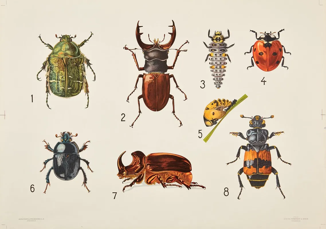 Beetles 3 Wall Art by Bengtsons litografiska - High-Resolution Digital Print