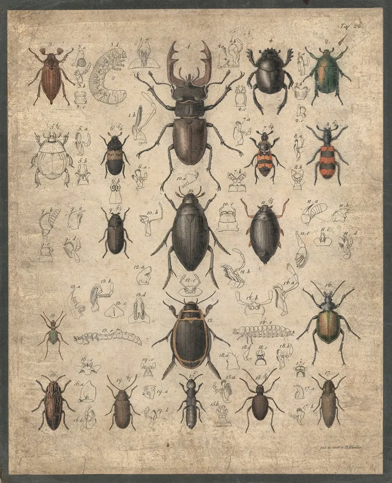 Beetles 8 Wall Art by B. Wienker - High-Resolution Digital Print