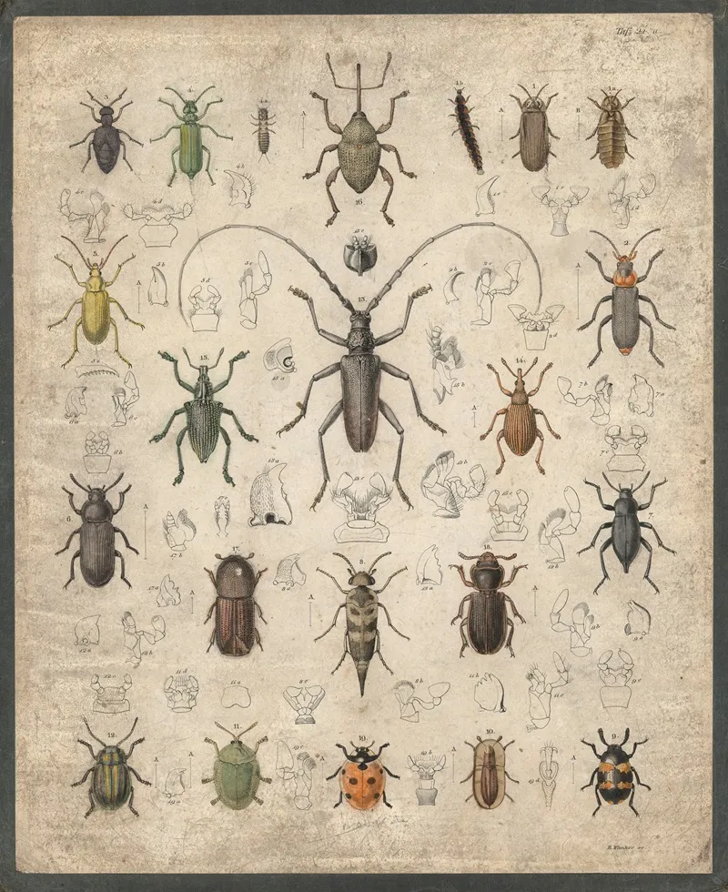 Beetles 9 Wall Art by B. Wienker - High-Resolution Digital Print
