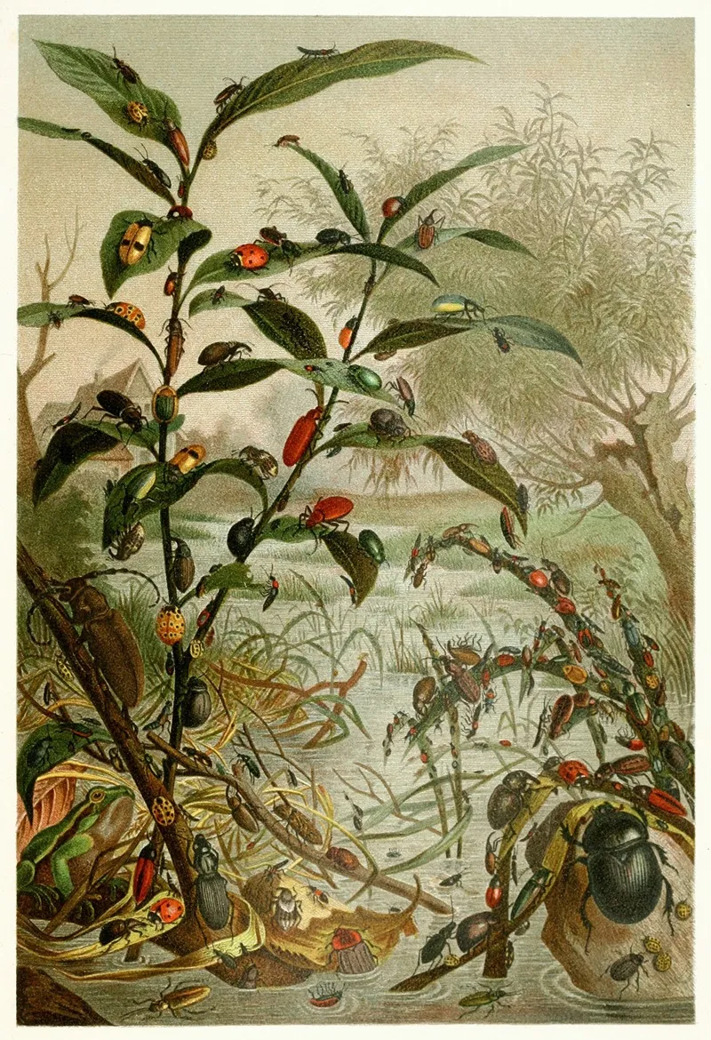 Beetles In A Flood Wall Art by Anonymous - High-Resolution Digital Print