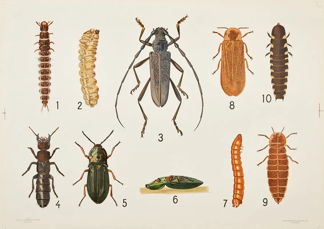 Beetles Wall Art by Bengtsons litografiska - High-Resolution Digital Print