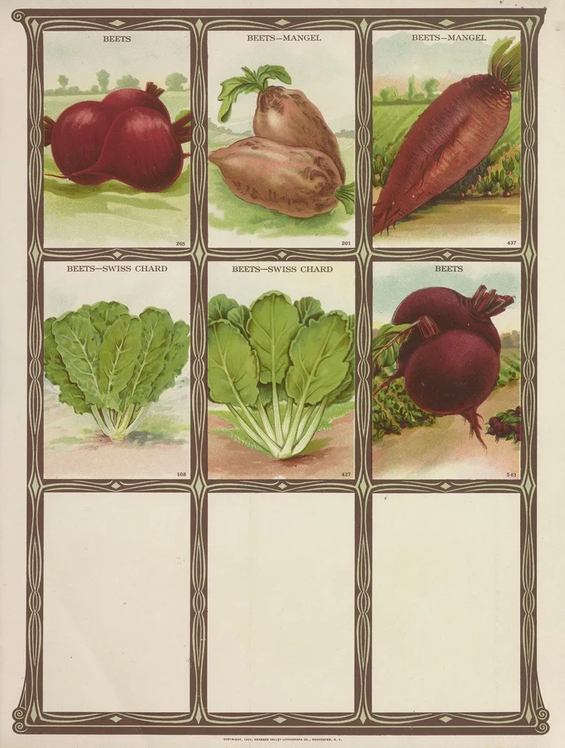Beets 2 Wall Art by Genesee Valley Lithograph Co. - High-Resolution Digital Print