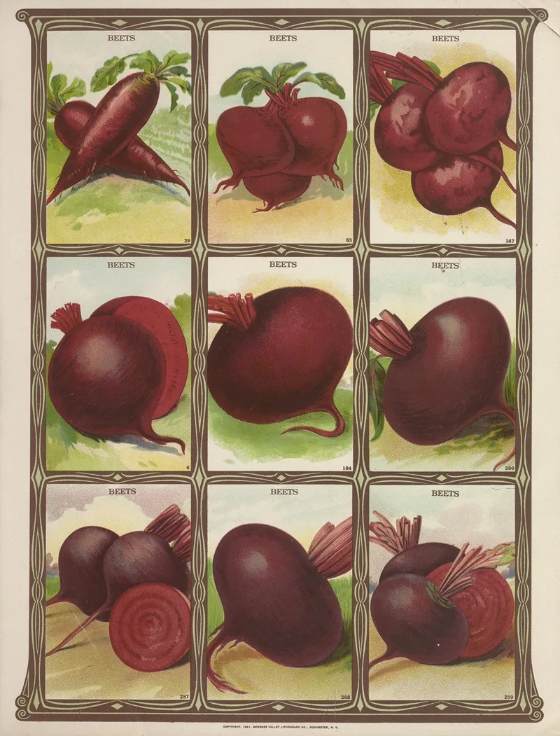 Beets 3 Wall Art by Genesee Valley Lithograph Co. - High-Resolution Digital Print