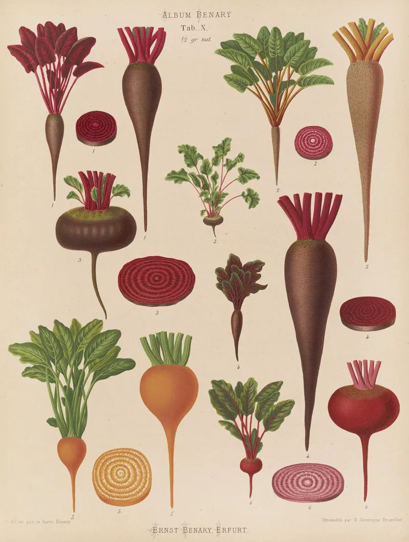 Beets Wall Art by Ernst Benary - High-Resolution Digital Print