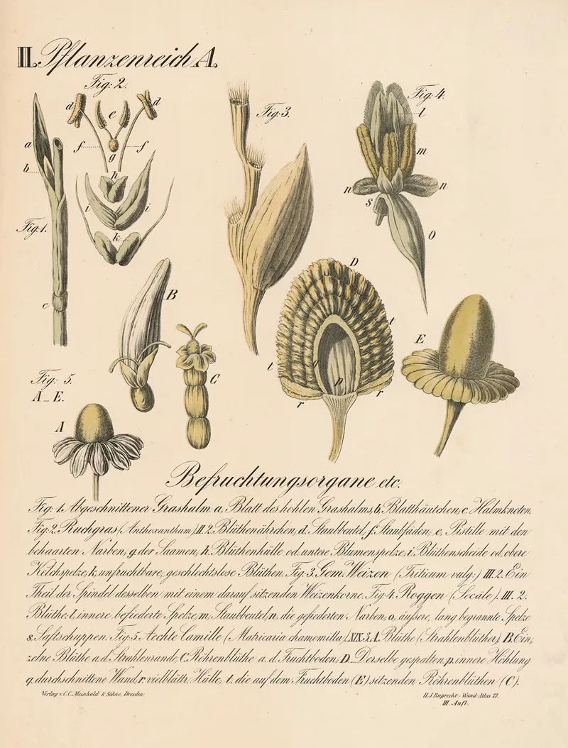 Befruchtungsorgane Etc Wall Art by H.J. Ruprecht - High-Resolution Digital Print