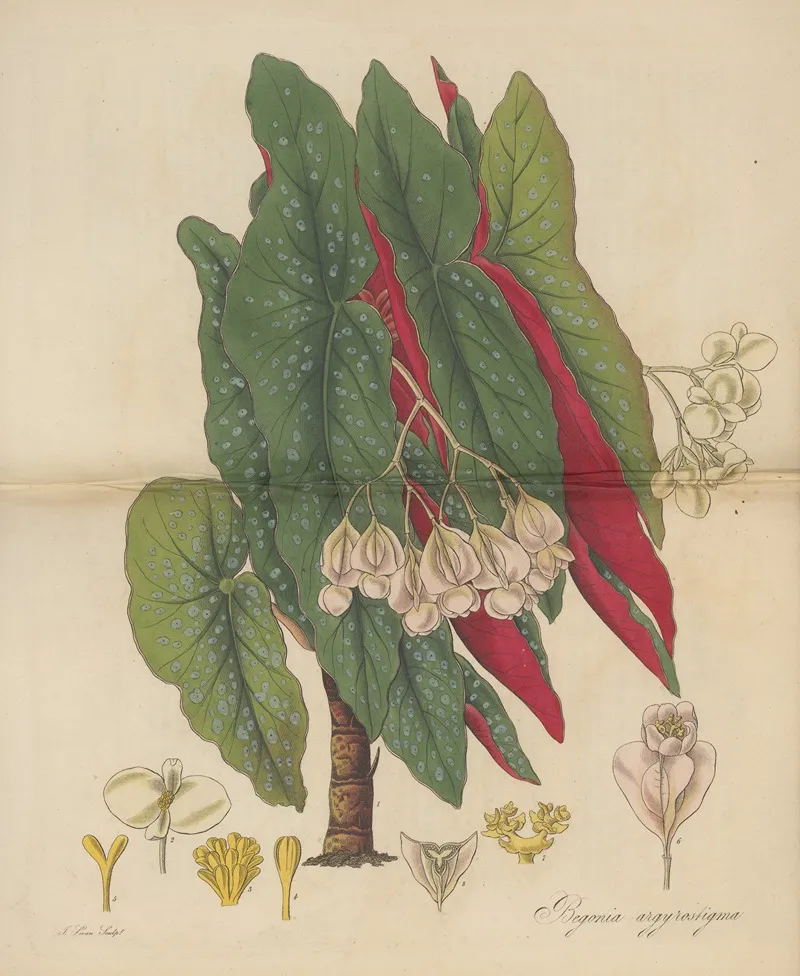 Begonia Argyrostigma Wall Art by William Jackson Hooker - High-Resolution Digital Print