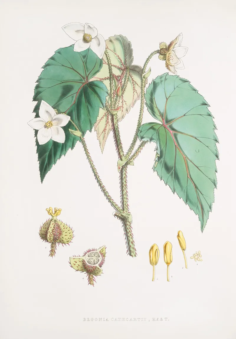 Begonia Cathcartii H F Et T 2 Wall Art by Walter Hood Fitch - High-Resolution Digital Print