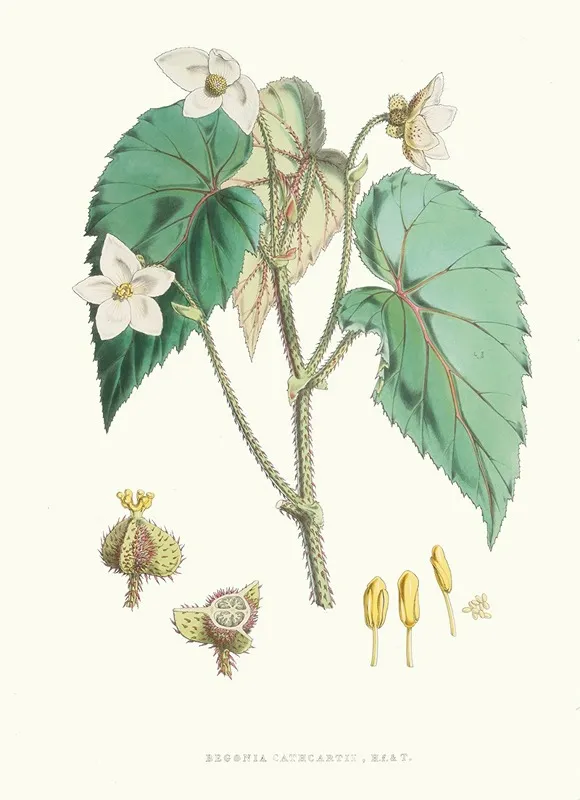 Begonia Cathcartii H F Et T Wall Art by Walter Hood Fitch - High-Resolution Digital Print