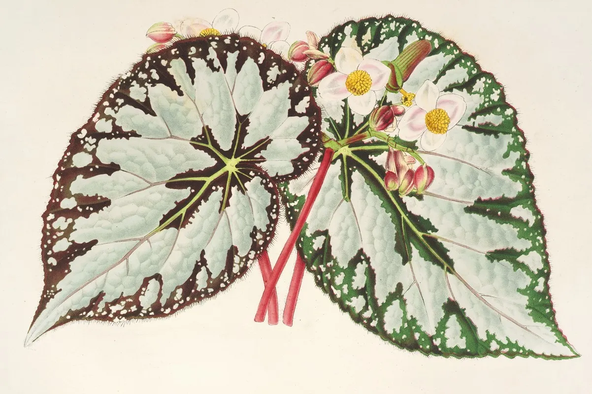 Begonia Charles Wagner Wall Art by Charles Antoine Lemaire - High-Resolution Digital Print