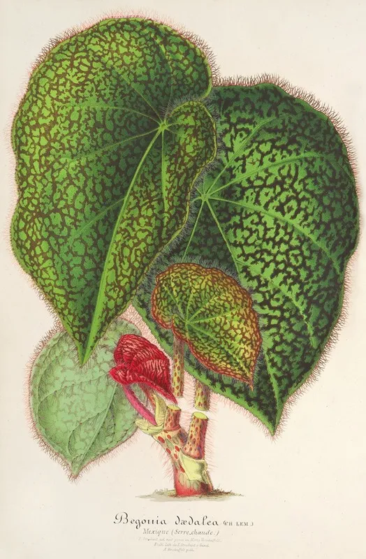 Begonia Daedalea 2 Wall Art by Charles Antoine Lemaire - High-Resolution Digital Print