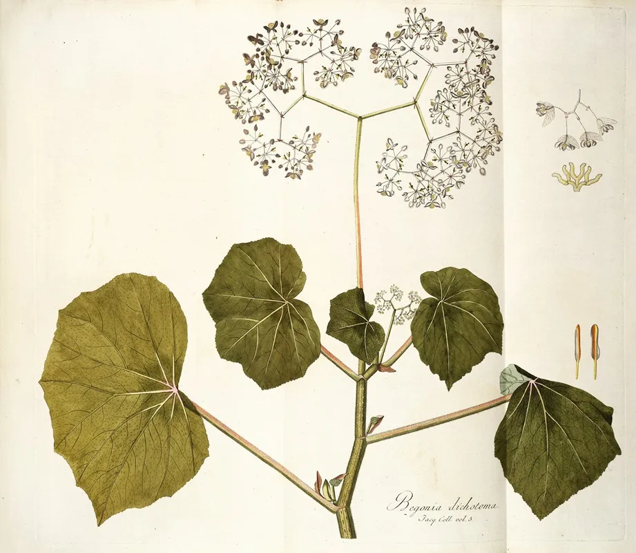 Begonia Dichotoma Wall Art by Nikolaus Joseph Freiherr von Jacquin - High-Resolution Digital Print