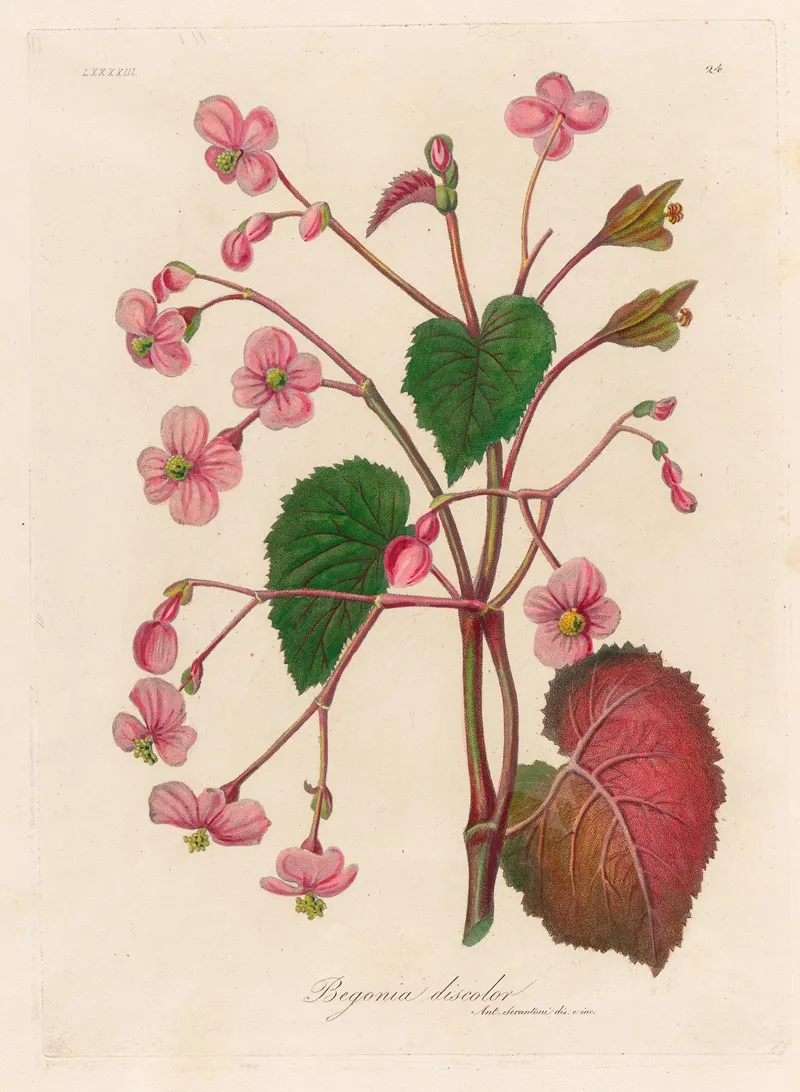 Begonia Discolor Wall Art by Gaetano Savi - High-Resolution Digital Print