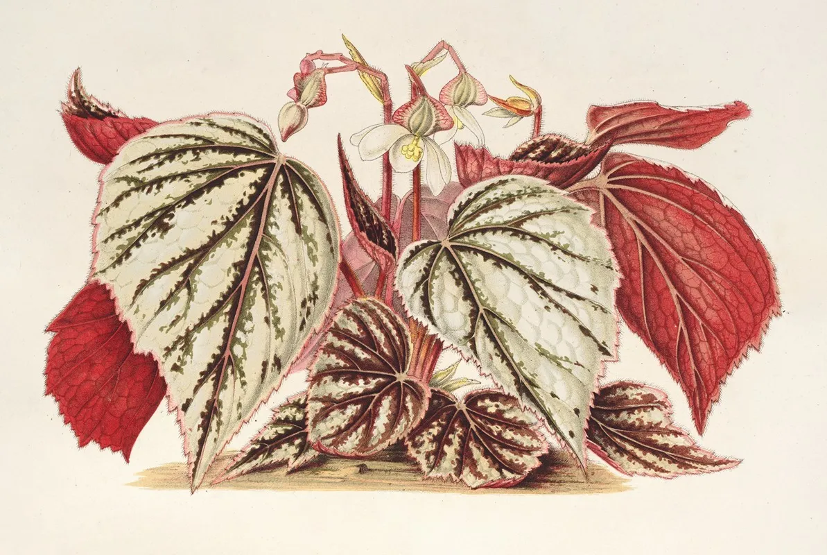 Begonia Eximia Wall Art by Charles Antoine Lemaire - High-Resolution Digital Print