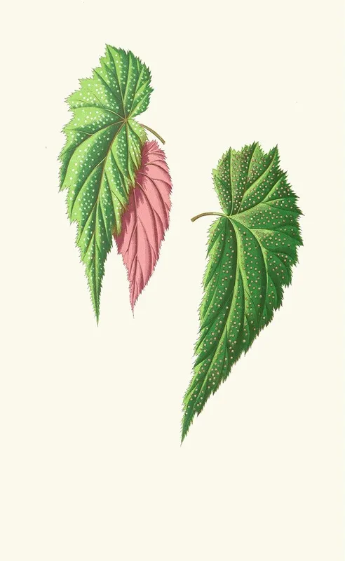 Begonia Falcifolia Wall Art by Edward Joseph Lowe - High-Resolution Digital Print