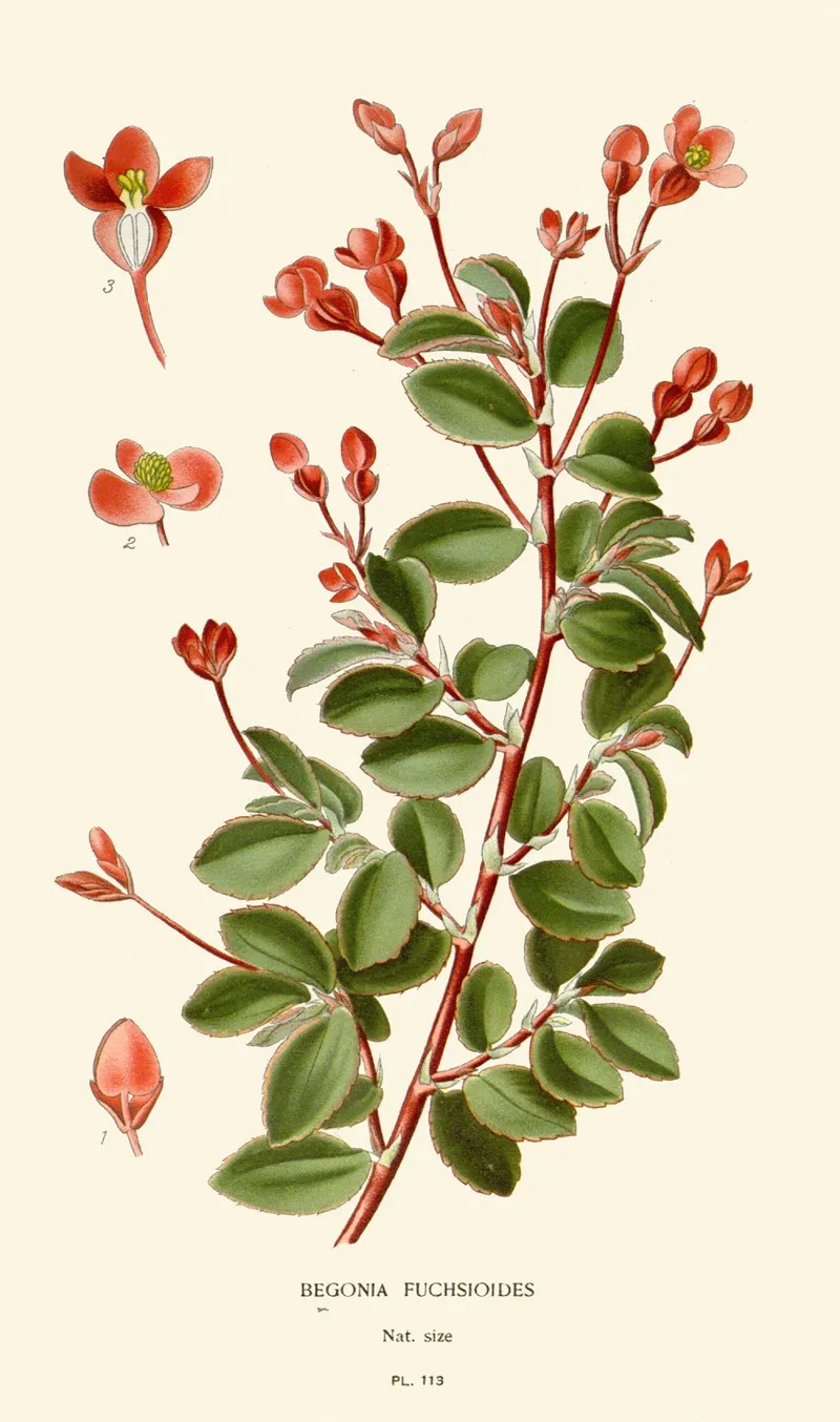 Begonia Fuchsioides Wall Art by Edward Step - High-Resolution Digital Print