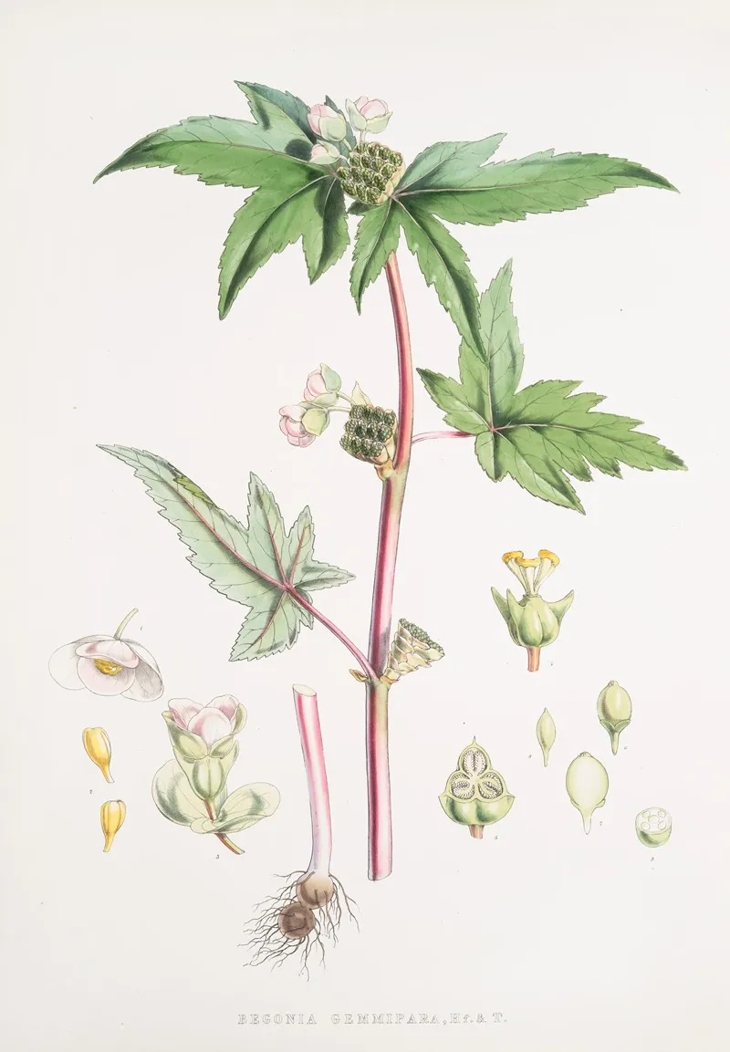 Begonia Gemmipara H F Et T 2 Wall Art by Walter Hood Fitch - High-Resolution Digital Print