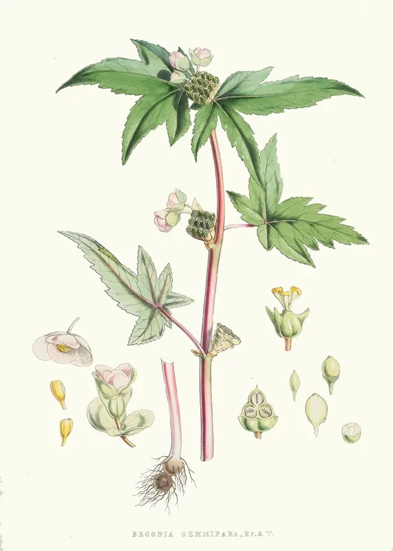 Begonia Gemmipara H F Et T Wall Art by Walter Hood Fitch - High-Resolution Digital Print