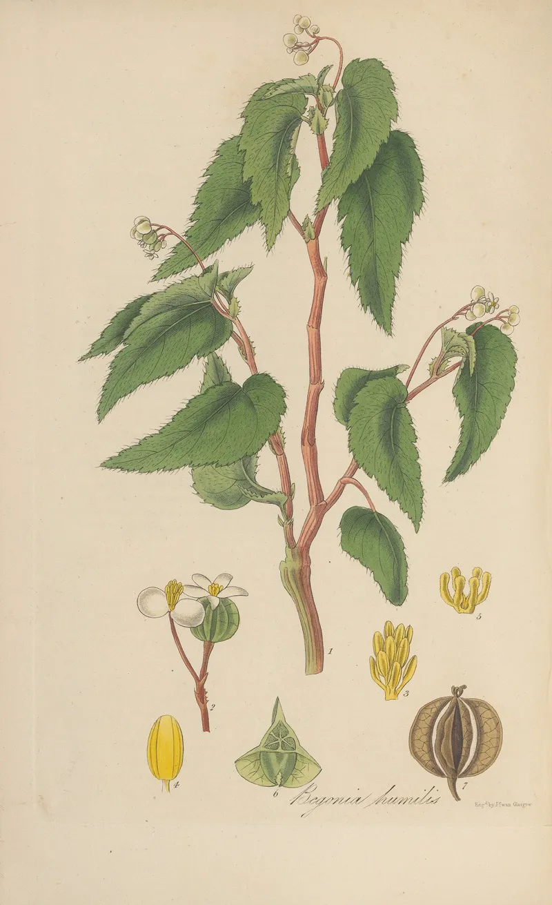 Begonia Humilis Wall Art by William Jackson Hooker - High-Resolution Digital Print