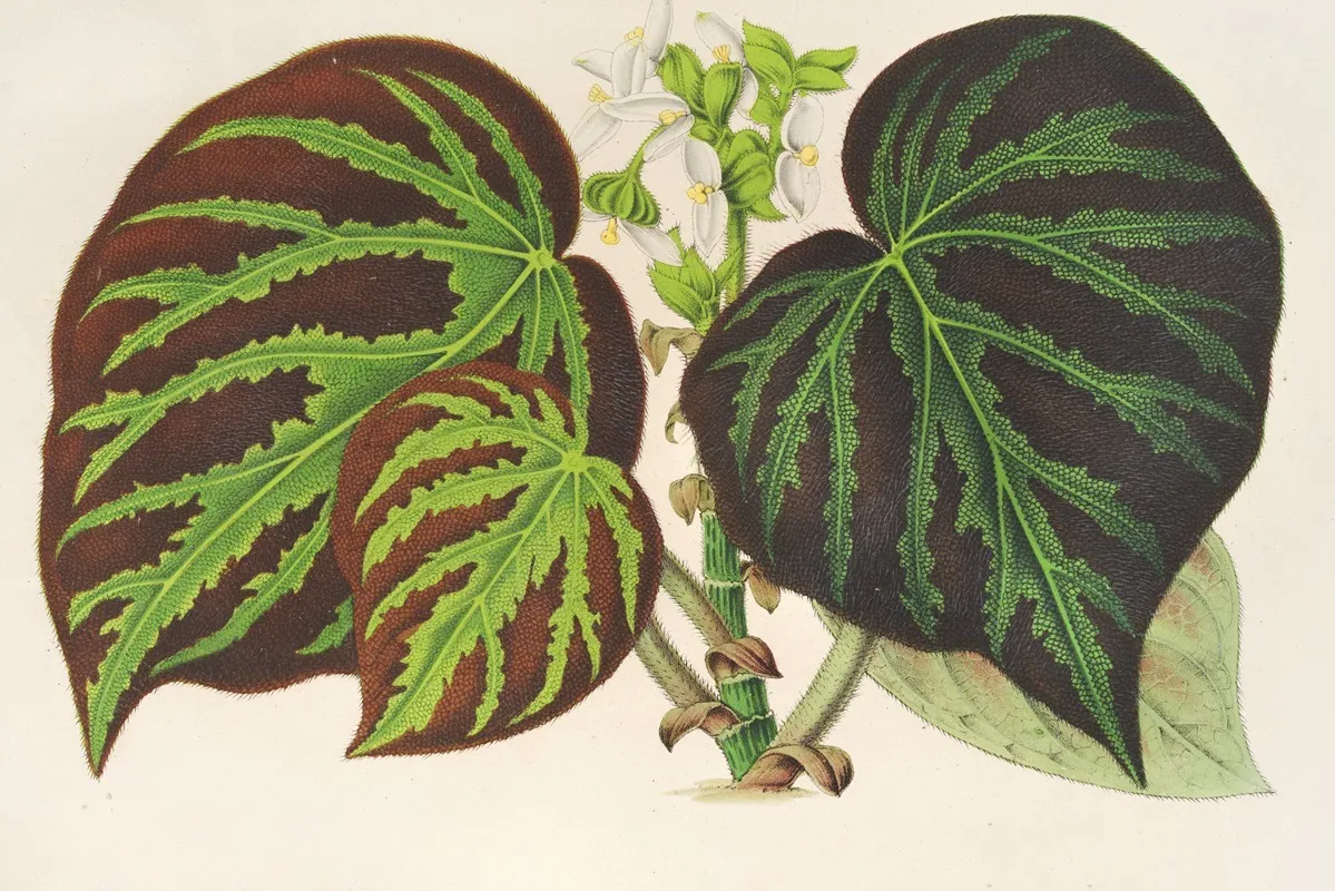 Begonia Imperialis Type Wall Art by Charles Antoine Lemaire - High-Resolution Digital Print