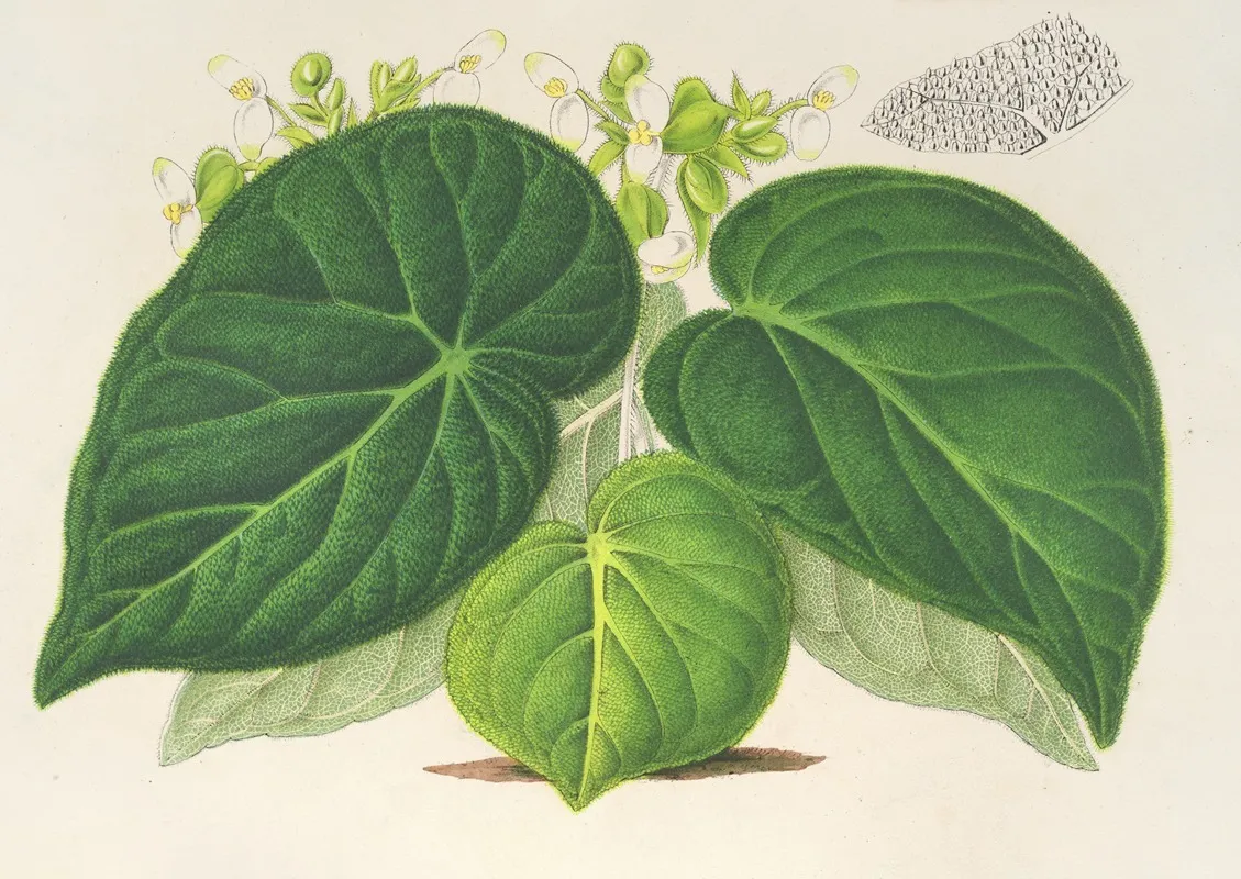 Begonia Imperialis Var Smaragdina Wall Art by Charles Antoine Lemaire - High-Resolution Digital Print