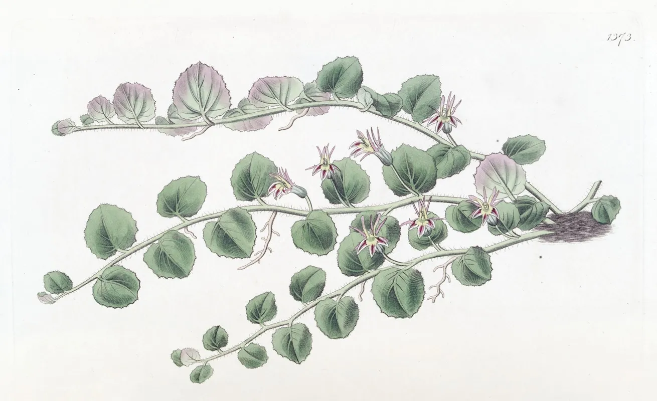 Begonia Leaved Pratia Wall Art by Sydenham Edwards - High-Resolution Digital Print