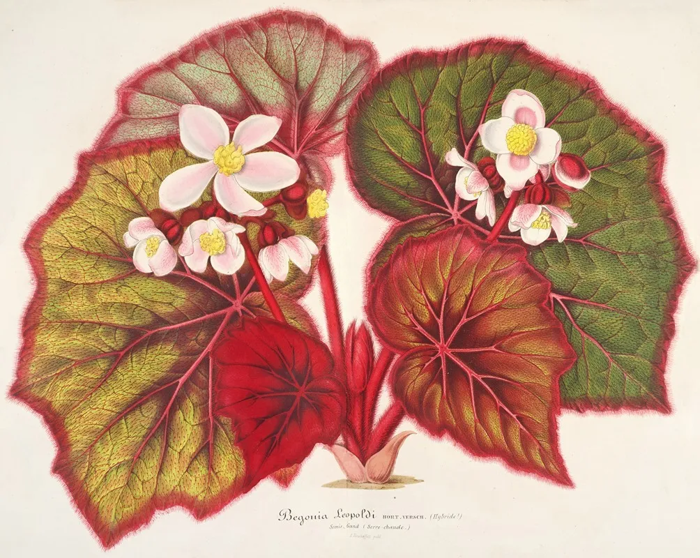 Begonia Leopoldi Wall Art by Charles Antoine Lemaire - High-Resolution Digital Print