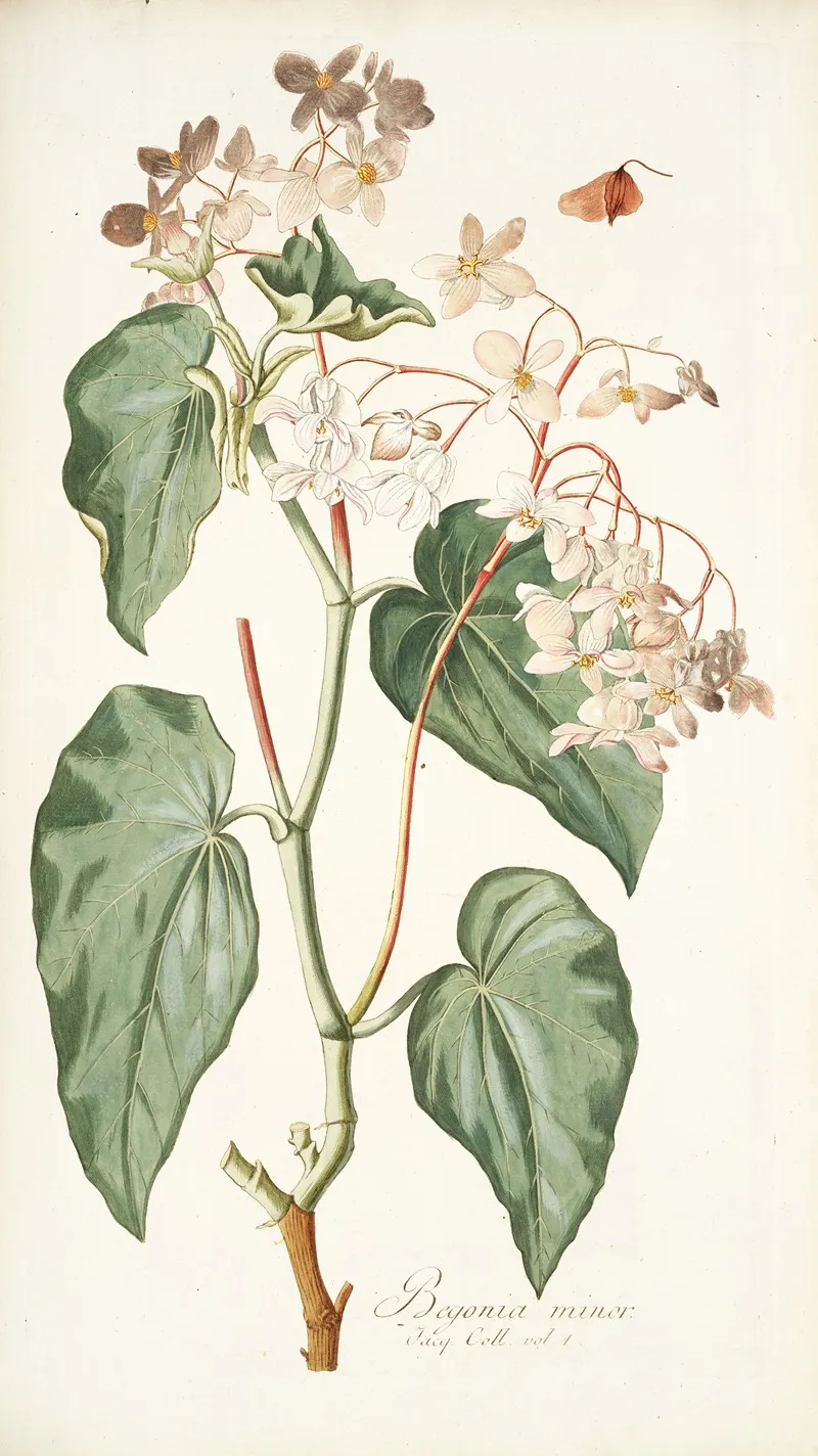 Begonia Minor Wall Art by Nikolaus Joseph Freiherr von Jacquin - High-Resolution Digital Print