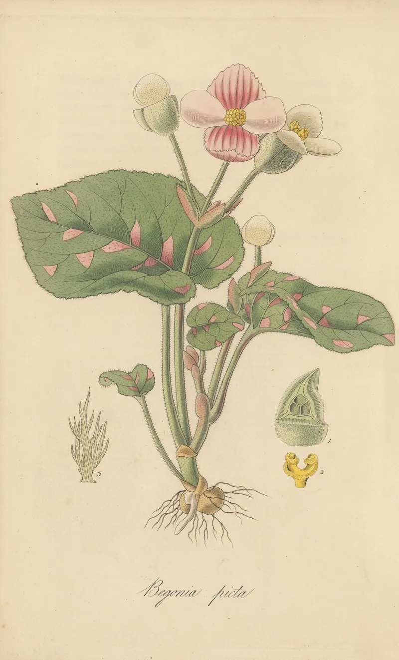 Begonia Picta Wall Art by William Jackson Hooker - High-Resolution Digital Print