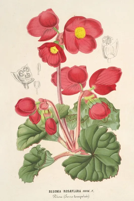 Begonia Rosaeflora Wall Art by Charles Antoine Lemaire - High-Resolution Digital Print