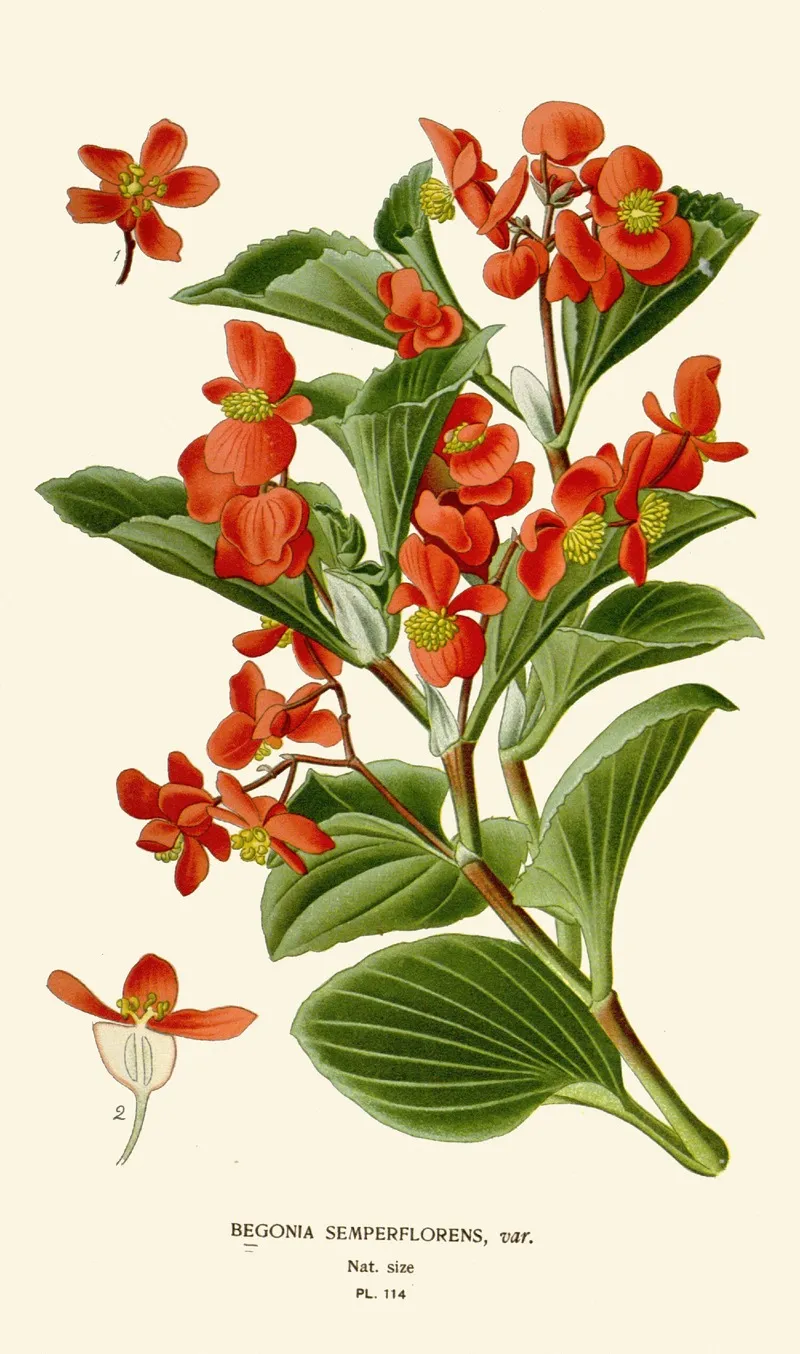 Begonia Semperflorens Wall Art by Edward Step - High-Resolution Digital Print